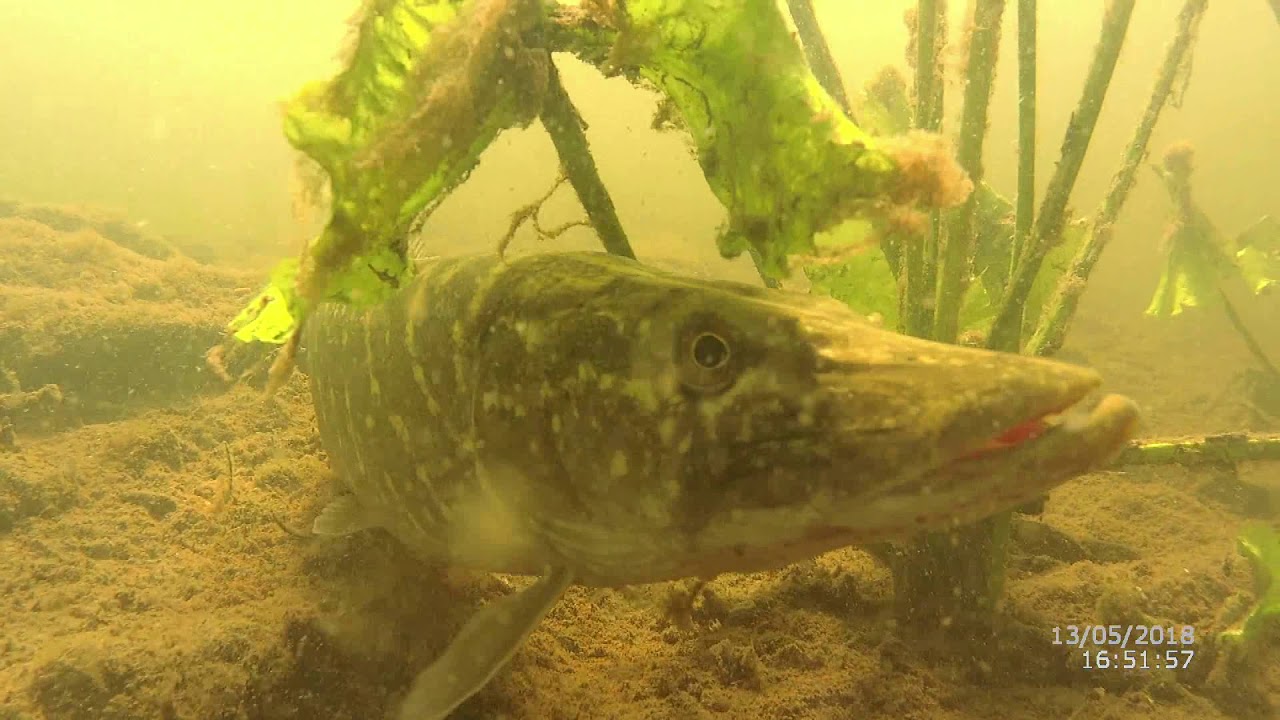 život v řece Ohři