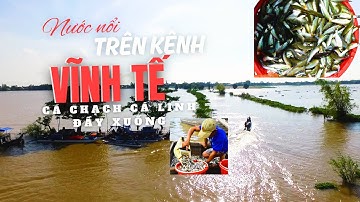 MÙA NƯỚC NỔI TRÊN KÊNH VĨNH TẾ - CÁ CHẠCH, CÁ LINH ĐẦY KHOANG XUỒNG | Miền Tây Phố