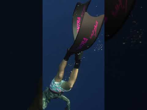 Spearfishing Yellowfin Tuna