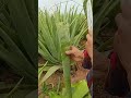 Aloe Vera Extraction Process