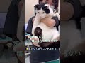 先生の癒し役を本当に仕方なく受け入れてくれる猫【塩大福猫のまめ太】#shorts