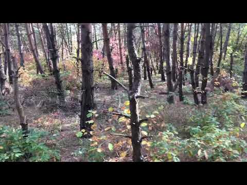 ნადირობა ტყის ქათამზე,უმშვენიერესი ბუნება