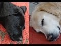 2 months old black Labrador puppy plays with adult Golden Retriever