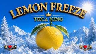 LEMON FREEZE - THCA KING
