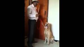 Dog answers Maths Question.. Brilliant..