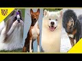 10 Jenis Anjing Termahal di Dunia, Hanya Orang Kaya yang Mampu