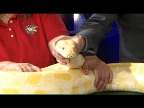 World Bird Sanctuary brings Burmese Python to FOX 2