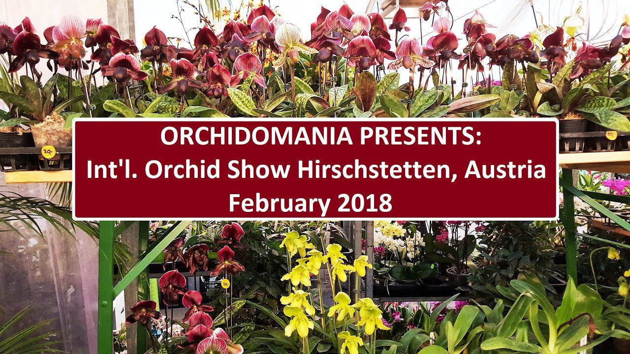 Orchidomania Presents International Orchid Show Hirschstetten