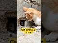 Perfect Timing, Perfect Strike | cat 🐈 waiting outside mouse 🐁 house #animals #cat #shorts
