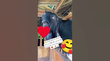 BakraEid2025 Bakra Mandi Bakra Mandi 2025 Karachi 
