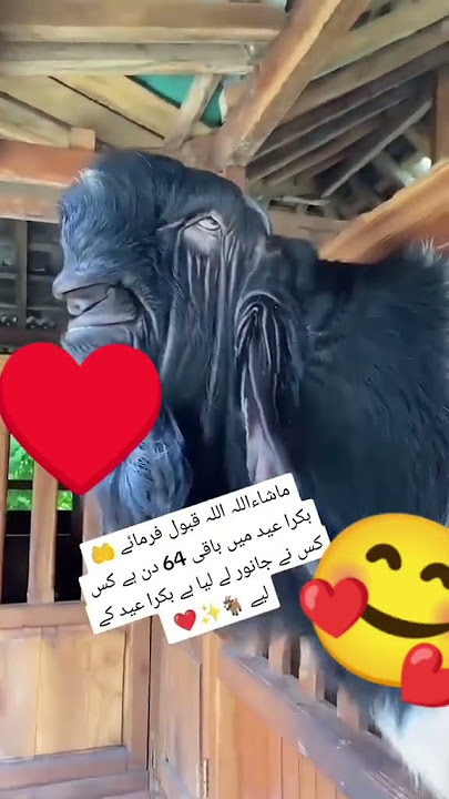 #BakraEid2025 #bakra #mandi #bakra #mandi #2025 #karachi