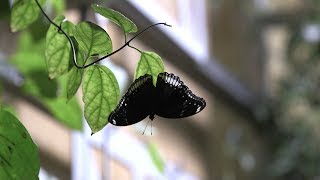 Are flying insects dying off? Scientists fear so