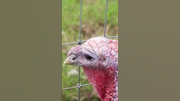 Thumbnail of Female Turkey Making Purring Sound Close Up, County Wicklow, Ireland