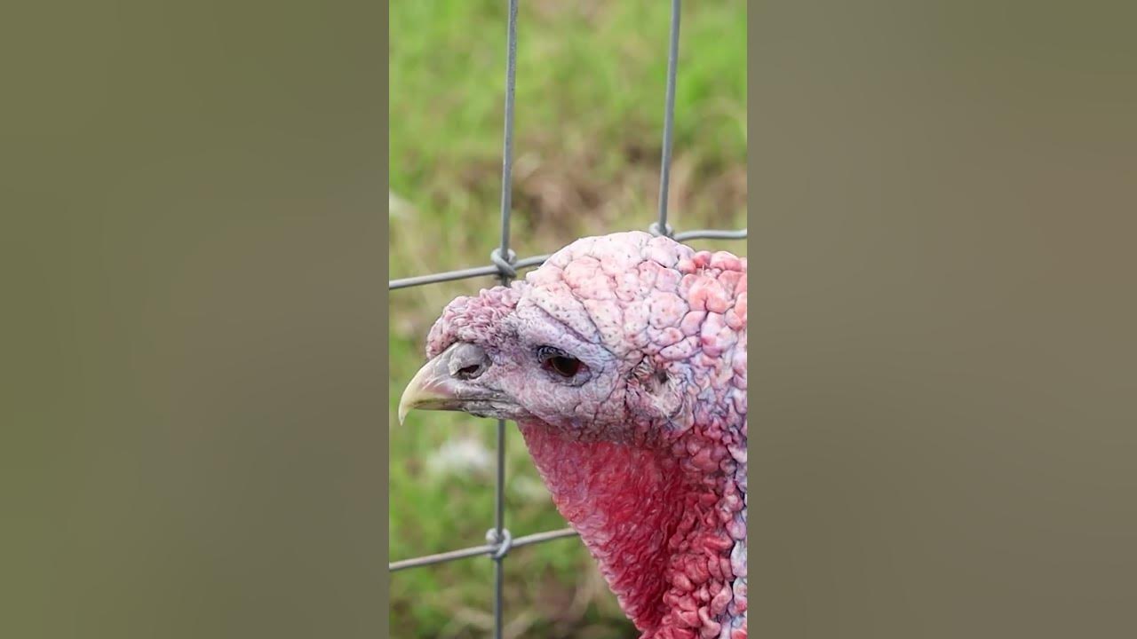 Female Turkey Making Purring Sound Close Up, County Wicklow, Ireland