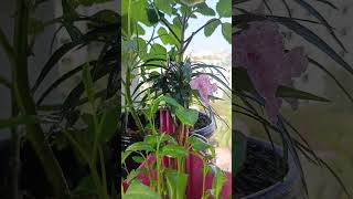 সবুজে প্রাণ, ভালোবাসায় জল 🌿#GreenVibes #PlantCare #NatureLove #FriendshipWithNature #EcoLife