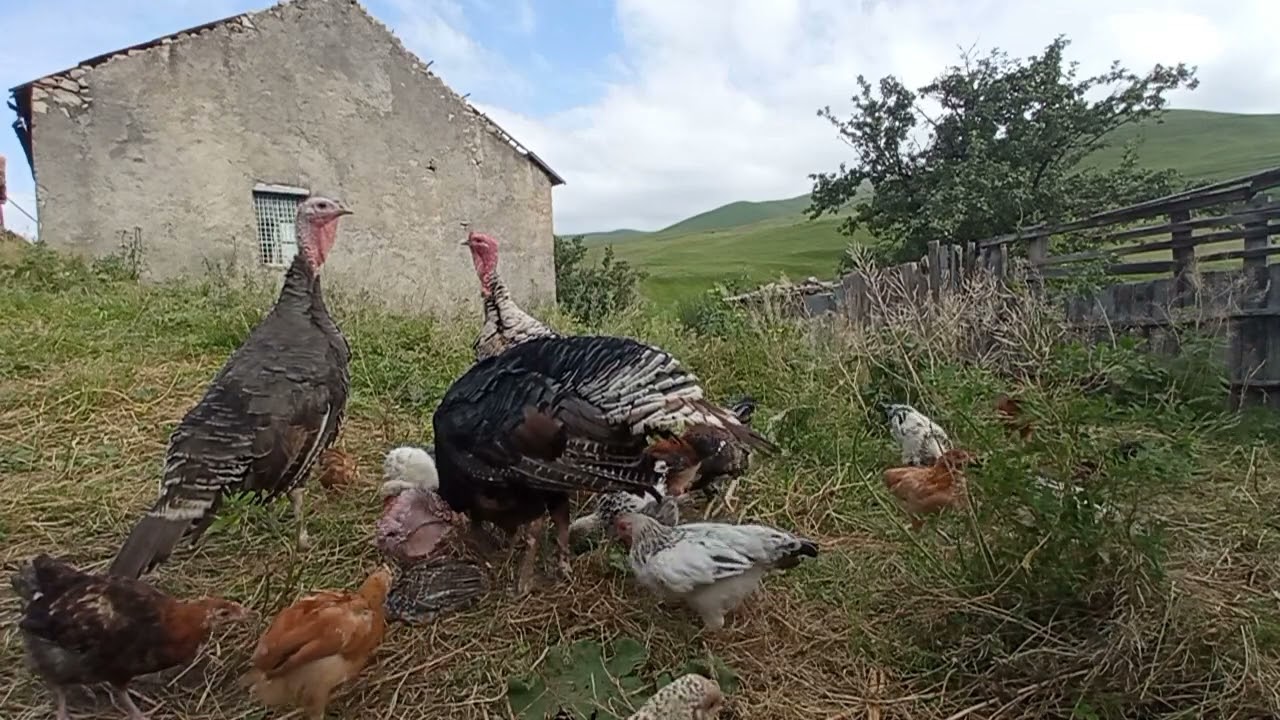 Hinduska balaları niye yemek yemir ❓ Və niyə kefsizdirlər ❓