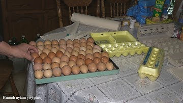 MINI Fridge turned into a INCUBATOR  tub yee muab ua lub ncu qe qaib