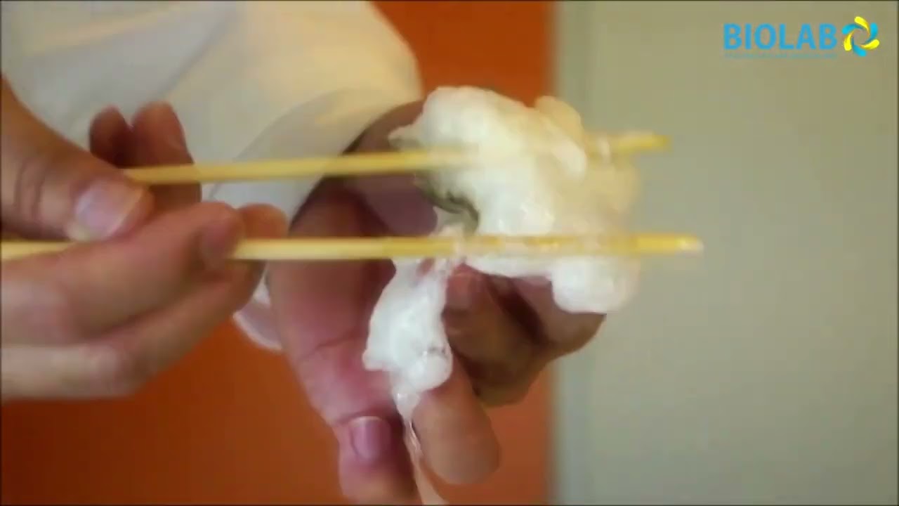 OZONE AIR PURIFIER & WATER STERILIZER - MEAT EXPERIMENT WITH BIOLAB 310X  O3 Generator