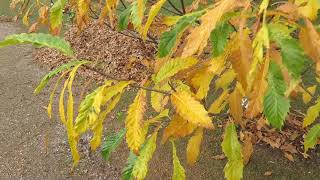 Castanea sativa 'Asplenifolia' kaštanovník jedlý