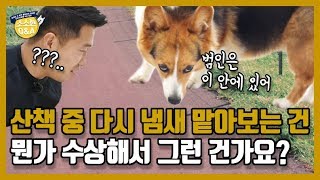 Do dogs sniff something again during walks because they find something strange?｜Kang Hyong Wook