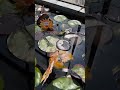 Il Y A Des Grenouilles Qui Font Du Bruit Dans La Serre à Nénuphars D Aquiflor Il Y A Des Grenouilles Qui Font Du Bruit Dans La Serre à Nénuphars D Aquiflor
