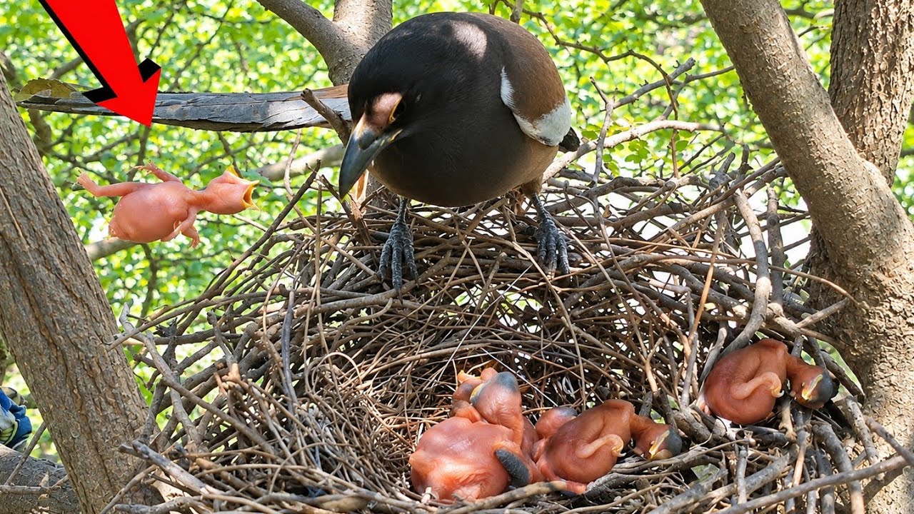 Cuckoo baby thrown the baby on the edge of the nest and Mom flew and ...