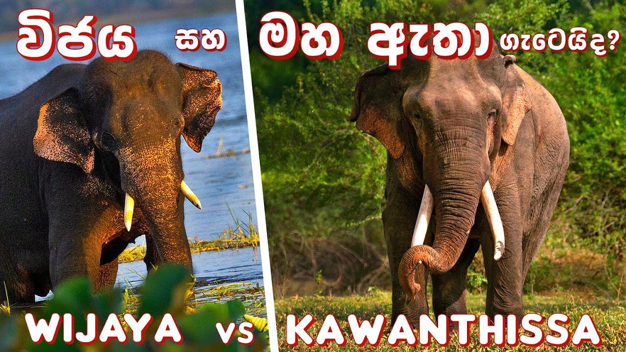 කාවන්තිස්ස මහ ඇතා විජය ඇතාට කල අනතුරු ඇඟවීම  ( Kawanthissa vs Wijaya ) #elephant #wildlife #animals