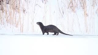 River Otter Running along on the Ice