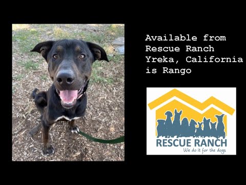 Rescue Ranch Rango - YouTube