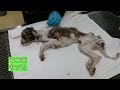 風前の灯火だったガリガリの保護犬…懸命に生きようとする姿が泣けてくる。