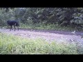 Wolf on Bushnell Trophy Cam HD