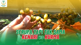 Jangan Tertipu!! Pohon Kenari vs Pohon Kurma