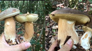 NAVARRA NUNCA FALLA🍄 🍄BUENA BROTADA DE BOLETUS AEREUS Finales de Octubre 2022, Porcini, Steinpilze