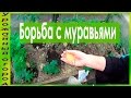 САМЫЙ ЛУЧШИЙ И ПРОСТОЙ СПОСОБ БОРЬБЫ С МУРАВЬЯМИ!!!