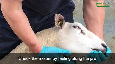 How to check the ram is fit for breeding - Virtual Sheep Week
