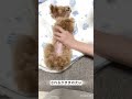 無茶苦茶される犬【トイプードルのコロン】 #ティーカッププードル #トイプードル #マイクロティーカッププードル #可愛い #shorts
