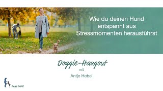  Hund entspannt an Artgenossen vorbeiführen, Hundebegegnung