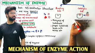 Mechanism of enzyme action | Lock And Key Model | Class 11 Biology
