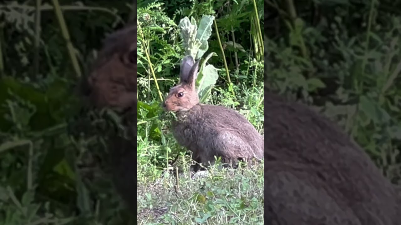 lil guy eating a snack 