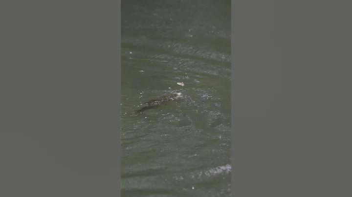 A mayfly trying its very best to escape a hungry brown trout. Video: Patrick Tillard #dryfly