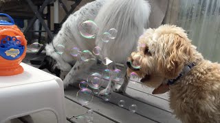 Dog Bubbles That Smell Like Bacon, Peanut Butter, Sizzlin' Steak and Roasted Chicken!