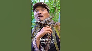 đối mặt trăn rừng to khủng #shorts