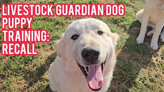 How To Train A Livestock Guardian Dog On Recall #livestockguardiandogs #puppies #lgd