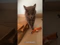 Cats Can't Speak English 💀vs The last One #catvideos #cat #catspeak