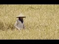 Harvesting of rice. Rice field on Bali, Indonesia.