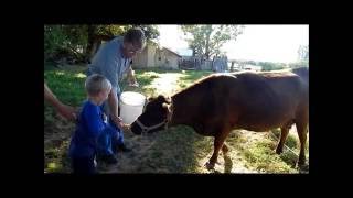 Feeding The Cows Apples