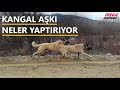 4 KÖPEKLE KÖYDE SAFARİ TURU YAPTIK #safari #kangal