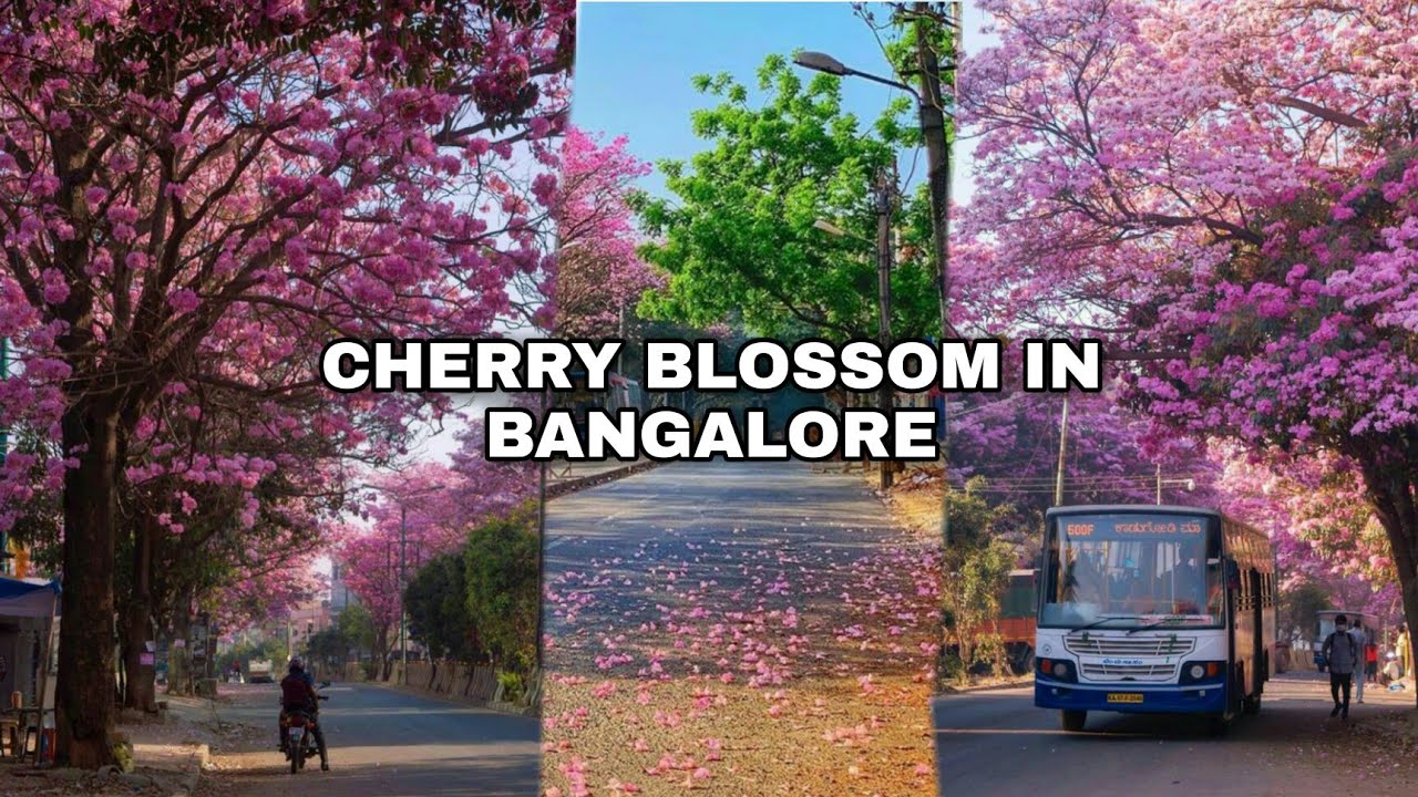 Bangalore is turning pink cherry blossom in Bangalore, india YouTube