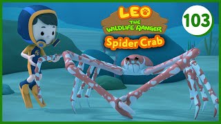 The Japanese Spider Crab  Leo The Wildlife Ranger (Episode 103)