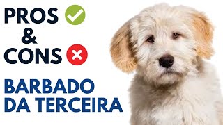 Barbado Da Terceira Pros And Cons | Barbado Da Terceira Dog Advantages And Disadvantages